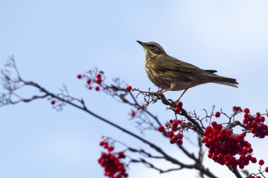 Redwing perched on branch clipart