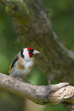 Saka kuşu (carduelis carduelis)