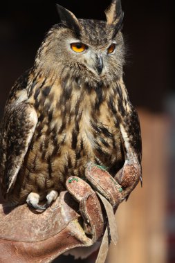 uzun kulaklı baykuş