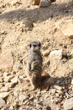 Suricata parado en piedra