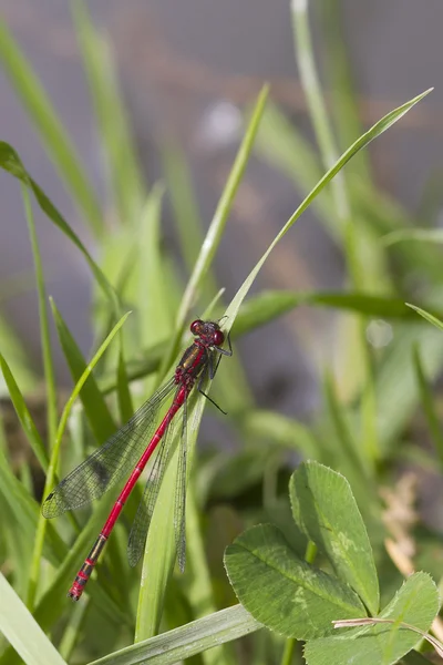 Damselfly vermelho — Fotografia de Stock