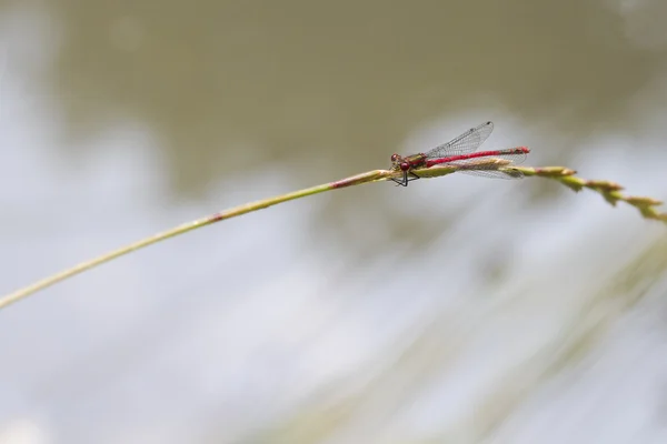 Damselfly vermelho — Fotografia de Stock