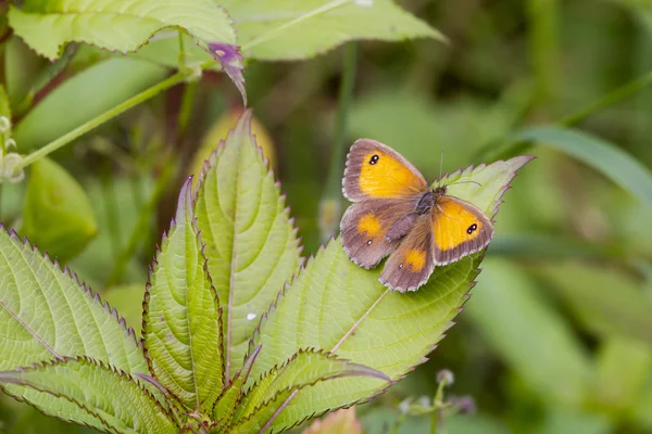 Gatekeeper fluture — Fotografie, imagine de stoc