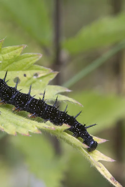 Borboleta de pavão de lagarta — Fotografia de Stock