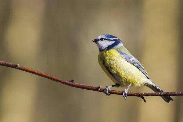 Blaumeise — Stockfoto