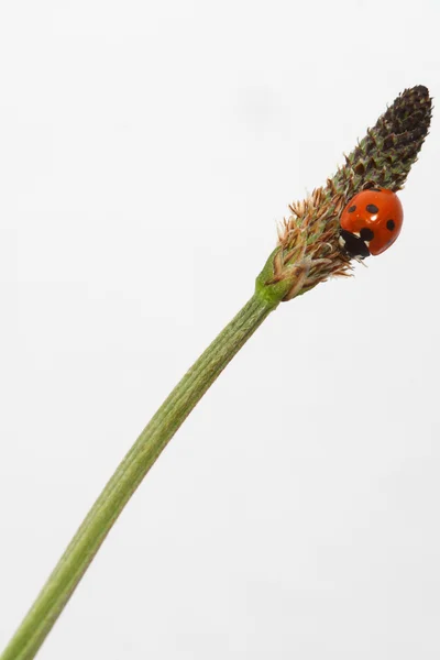 Pequeña mariquita — Foto de Stock