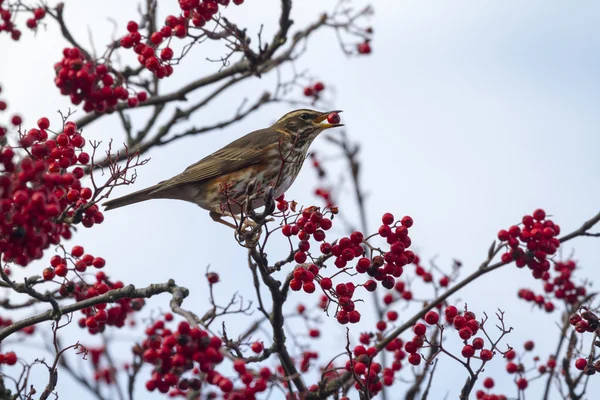 Redwing perched on branch — Stock Photo, Image