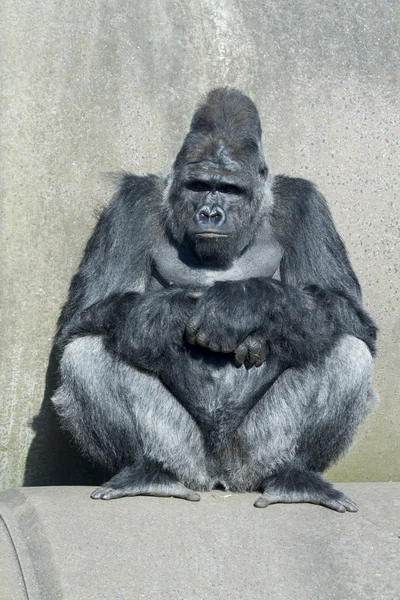 Silverback gorilla — Zdjęcie stockowe