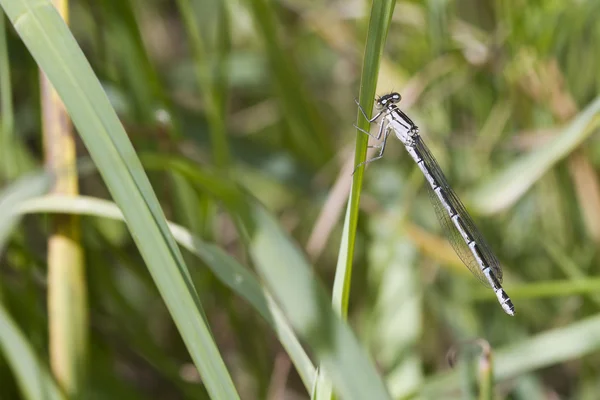 Flickslända på gräs — Stockfoto