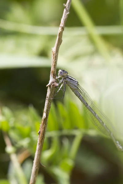 Damigella — Foto Stock