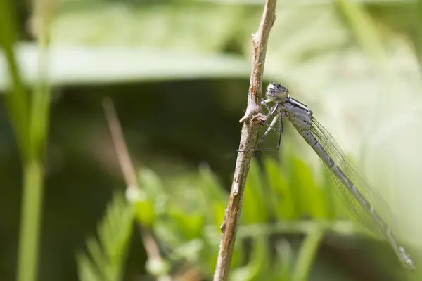 Damselfly — Zdjęcie stockowe