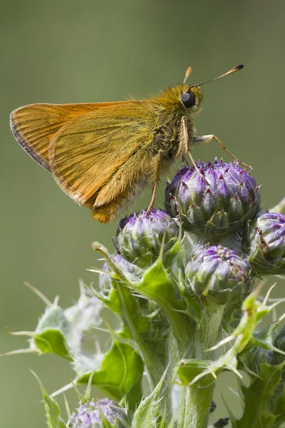 Piccolo skipper — Foto Stock