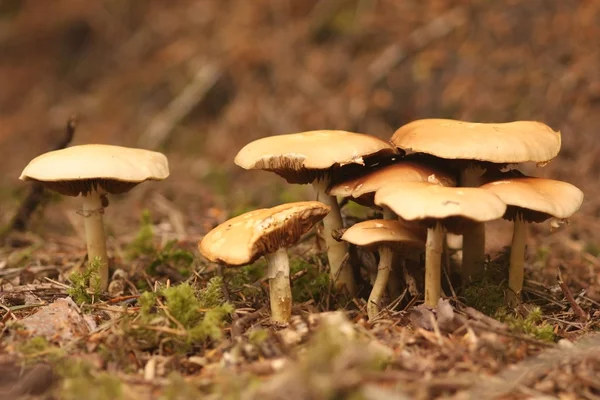 Wild Fungus — Stock Photo, Image