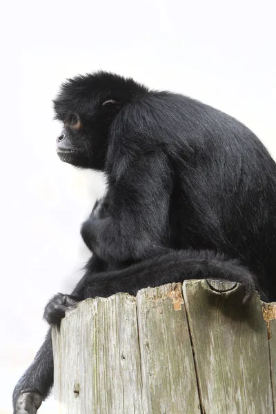 Black Spider Monkey — Stock Photo, Image