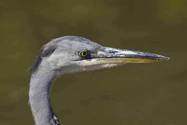 Garza gris — Foto de Stock