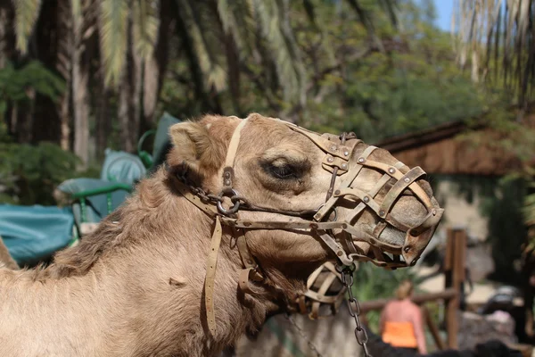 Camello con correas —  Fotos de Stock