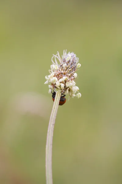 Joaninha em uma flor — Fotografia de Stock