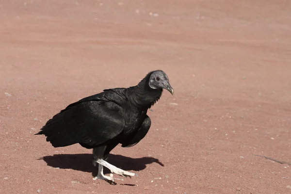 獲物の鳥 — ストック写真