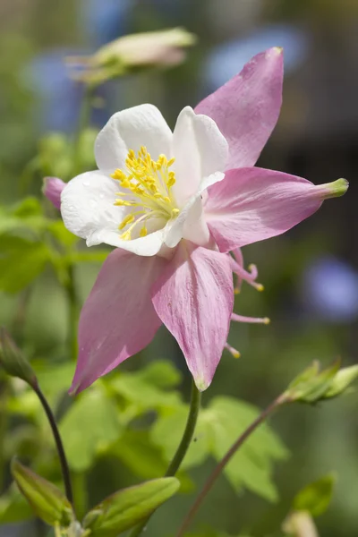 Flor de Aquilegia — Fotografia de Stock