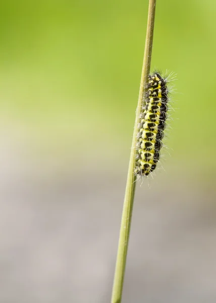 5-spot burnet larv — Stockfoto