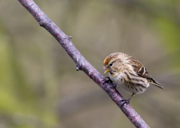 Redpoll (Carduelis flammea) — Stock Photo, Image