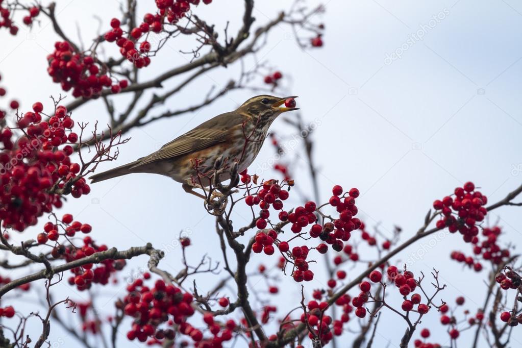 Redwing perched on branch