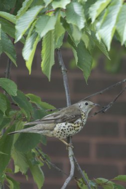 Song Thrush ( Turdus philomelos )