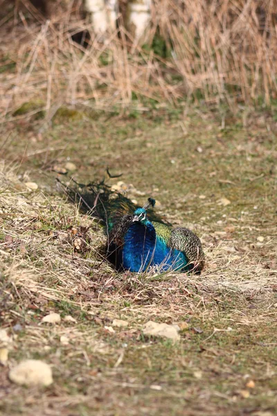 Pavo real azul — Foto de Stock