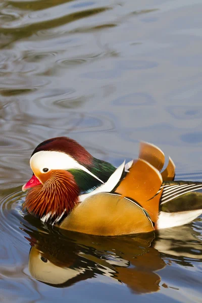 Mandarijn-eend — Stockfoto