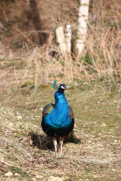 Blauwe pauw — Stockfoto