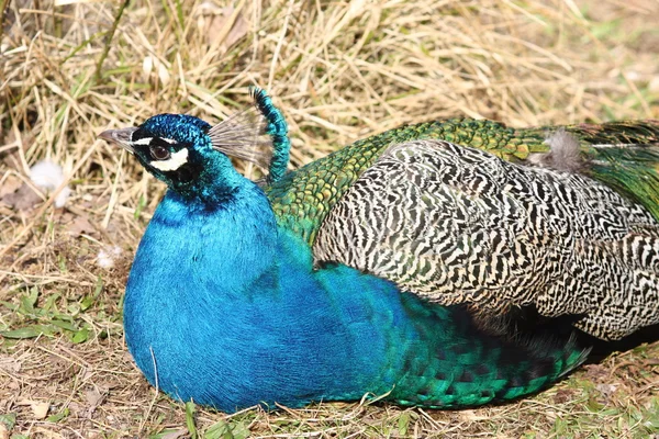 Pavo real azul — Foto de Stock