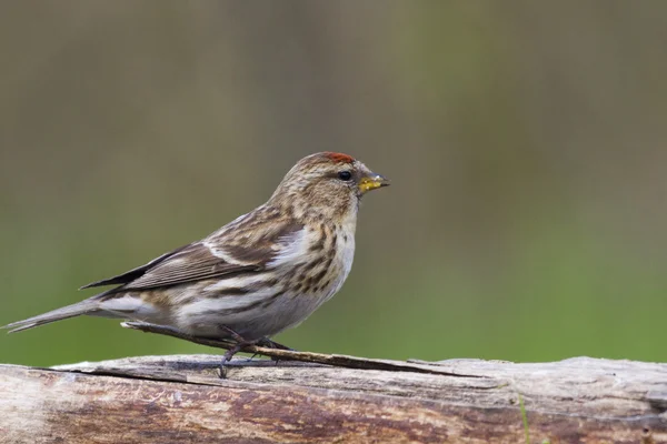 Organetto (carduelis flammea) — Foto Stock