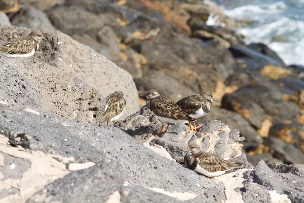 Turnstones (蚤 interpres) — 图库照片