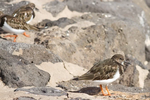 Turnstones (蚤 interpres) — 图库照片