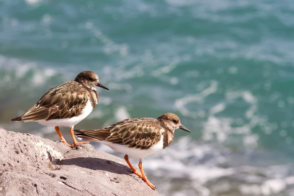 Turnstones (蚤 interpres) — 图库照片