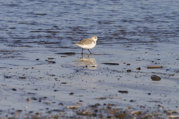 Sandlöpare (Calidris alba) — Stockfoto