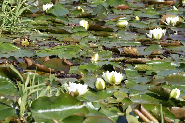 Seerose — Stockfoto