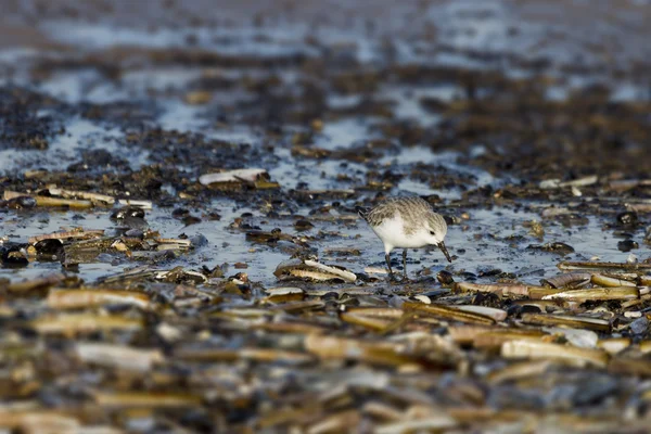 Piovanello tridattilo (Calidris alba) — Foto Stock