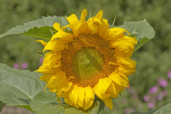 Girasol amarillo — Foto de Stock