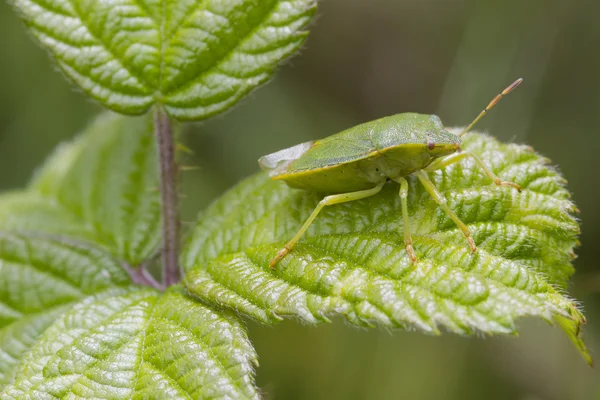 Green Shield bug  (Palomena prasina) — Stock Photo, Image