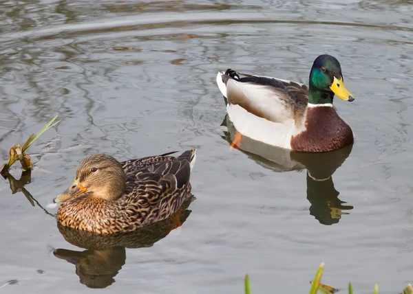 Ducks swimming on the lake — Stock Photo, Image