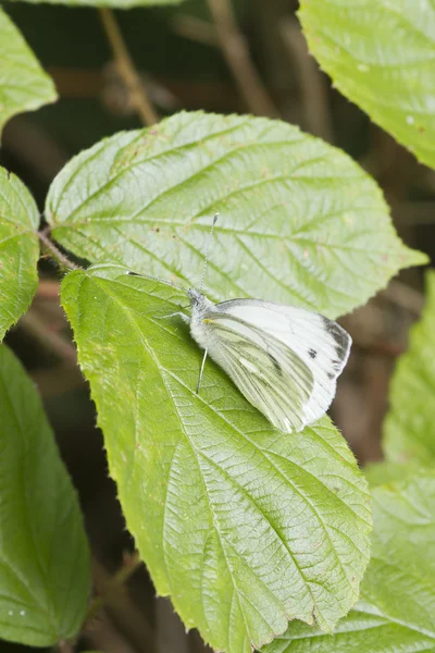 Mariposa blanca pequeña (Pieris Rapae) — Foto de Stock