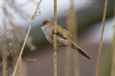 Sakallı baştankara