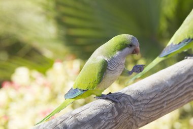 Monk Parakeet  (Myiopsitta monachus) clipart