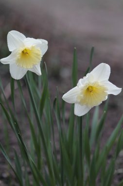 Sarı nergis çiçeği