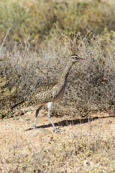 Whimbrel en la naturaleza —  Fotos de Stock