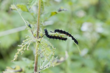 tırtıllar tavuskuşu kelebek