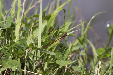 Kırmızı kızböcekleri
