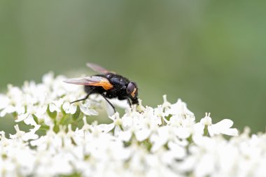 bir sinek ile çiçek