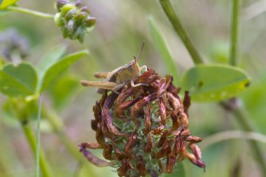 Çekirge yaprağı üzerinde